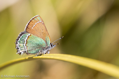 Callophrys mcfarlandi