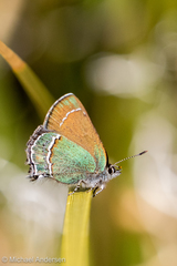 Callophrys mcfarlandi