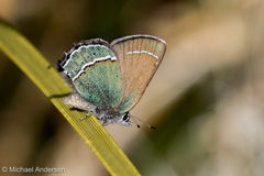 Callophrys mcfarlandi