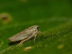 Exitianus obscurinervis