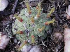 Conophytum truncatum