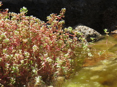 Crassula natans minus
