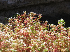 Crassula natans minus