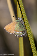 Callophrys mcfarlandi