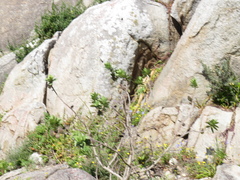 Gomphocarpus cancellatus