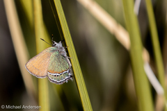 Callophrys mcfarlandi