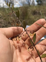 Chiococca parvifolia