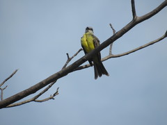Tyrannus melancholicus