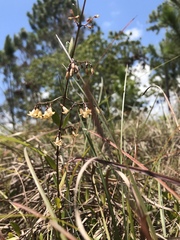 Chiococca parvifolia