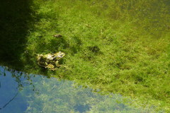 Pelophylax perezi