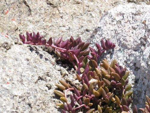 Curio radicans 3