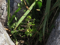 Didymodoxa capensis capensis