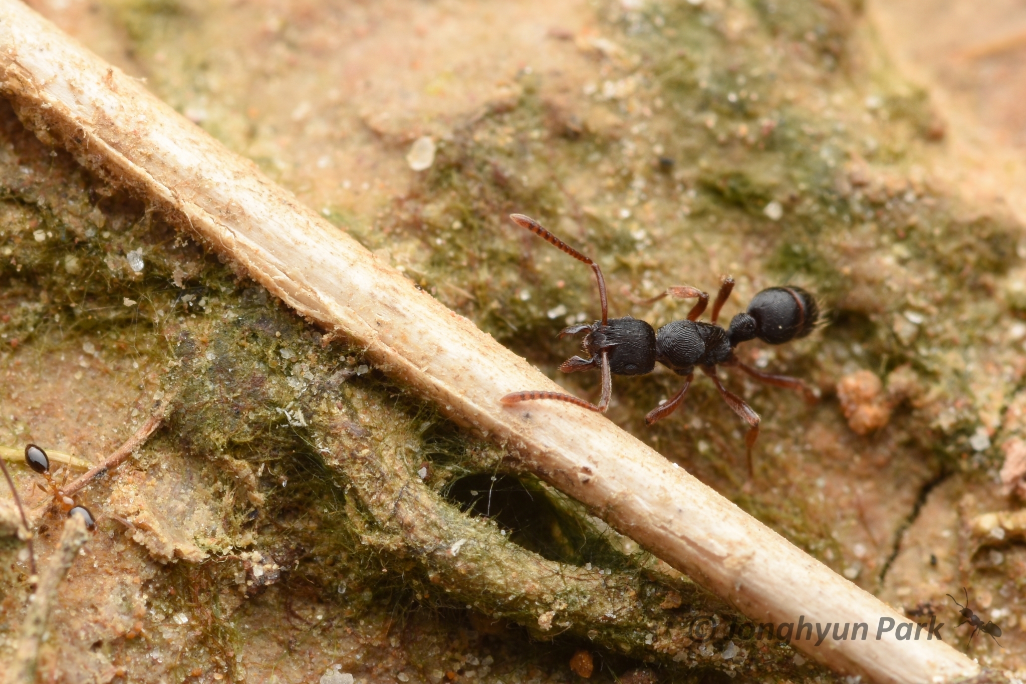 Holcoponera ammophila