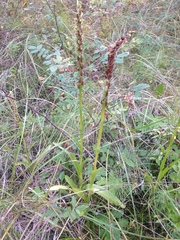 Platanthera aquilonis