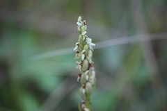 Platanthera aquilonis
