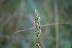 Platanthera aquilonis