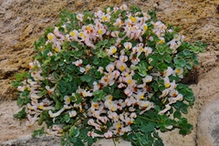 Sarcocapnos enneaphylla