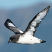 Snares Cape Petrel - Photo (c) Sandy Thomas, some rights reserved (CC BY-NC), uploaded by Sandy Thomas