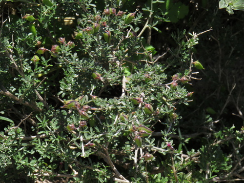 Image of Wiborgiella dahlgrenii by (c) Jeremy Gilmore, some rights reserved (CC BY)