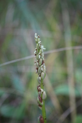 Platanthera aquilonis