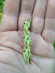 Platanthera aquilonis