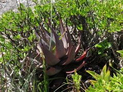Aloe microstigma framesii