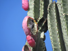 Coereba flaveola