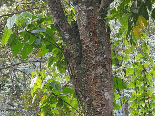 Pangium edule