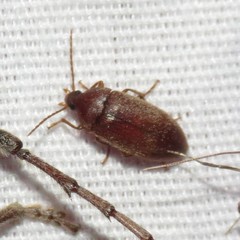 Hymenorus