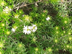 Westringia fruticosa