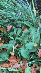 Symphytum officinale