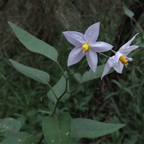 Solanum laxum