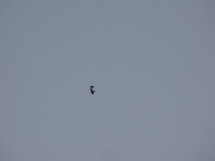 Corvus brachyrhynchos caurinus