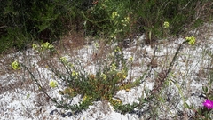 Lyperia lychnidea