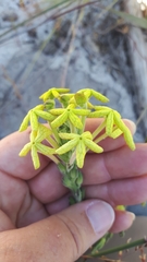 Lyperia lychnidea