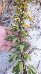 Lyperia lychnidea
