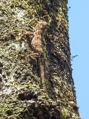 Anolis pentaprion