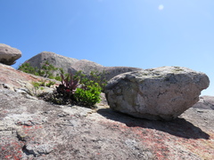 Aloe microstigma framesii