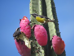 Coereba flaveola