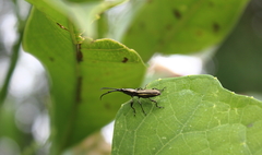 Raphirhynchus
