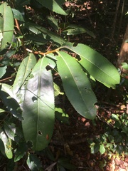 Brexiella