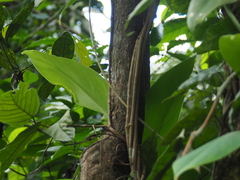 Alstonia