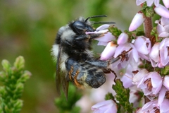 Bombus vancouverensis vancouverensis