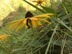 Rudbeckiinae