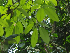 Alstonia