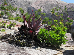 Aloe microstigma framesii