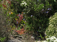 Rumex cordatus