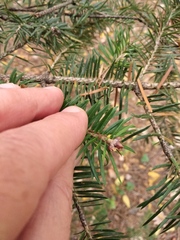 Abies holophylla