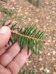 Abies holophylla