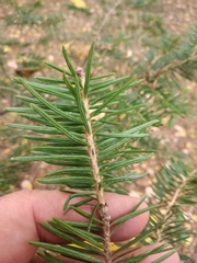 Abies holophylla